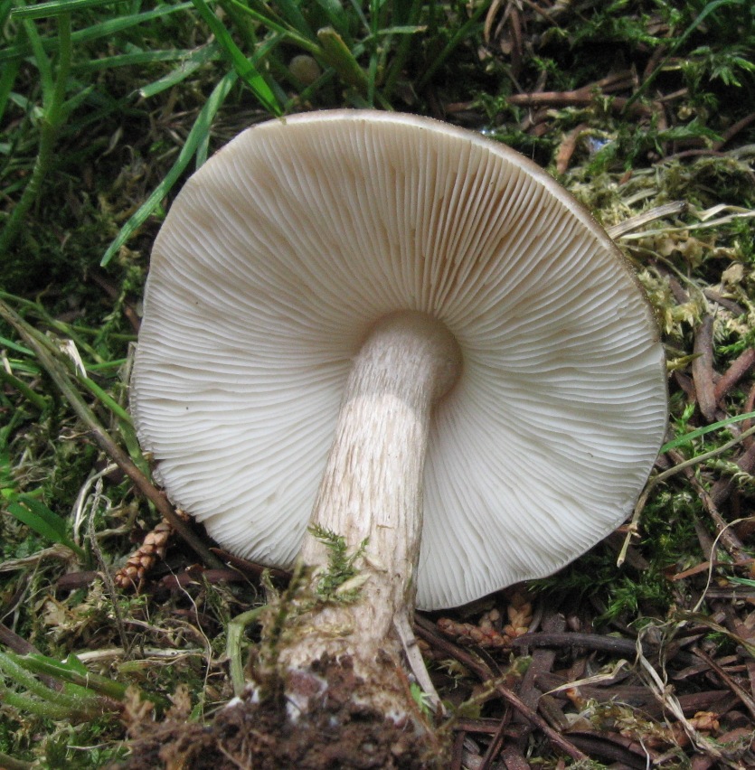 Pluteus cervinus inodore? (cfr. Pluteus pouzarianus)